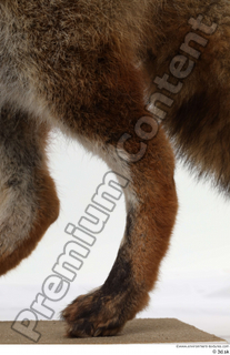 Red fox leg 0024.jpg